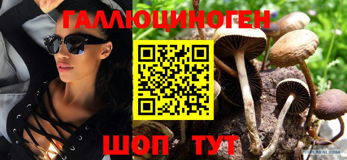 Владимир  Псилоцибиновые грибы Psilocybine cubensis  Вход с VPN 